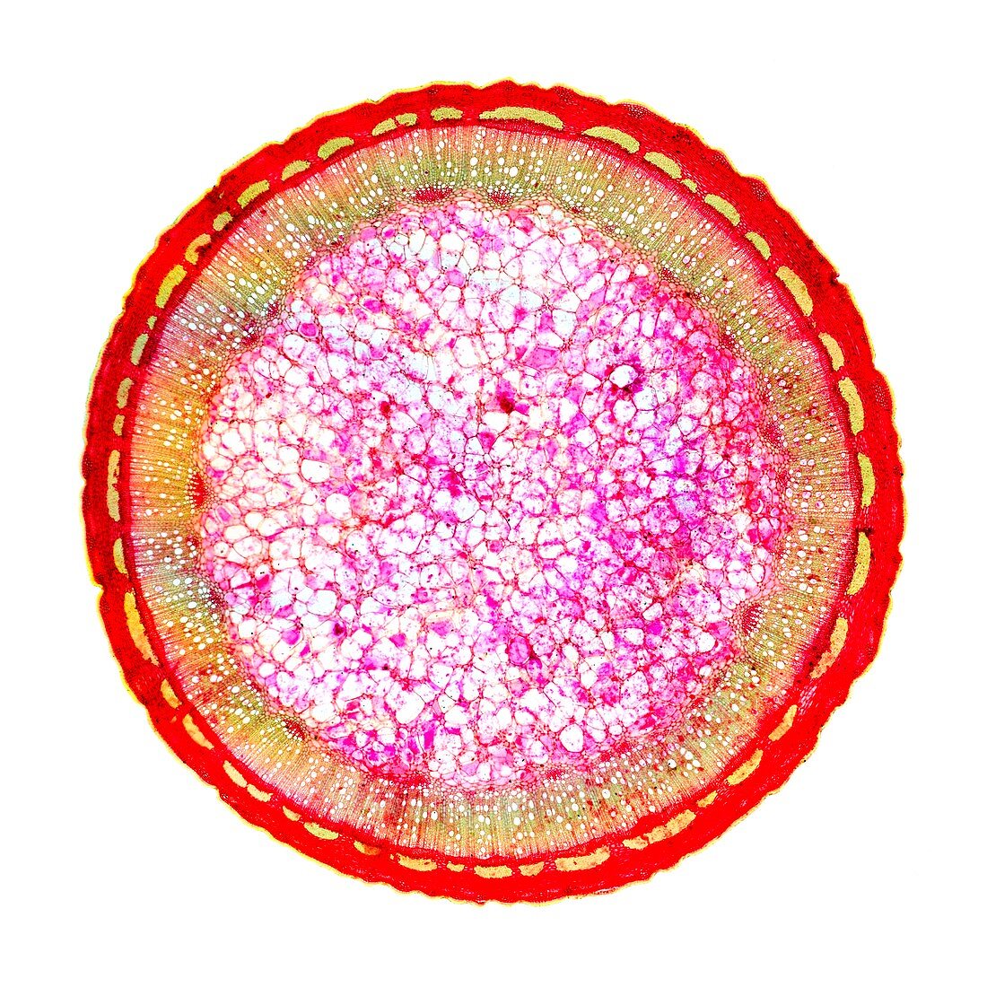 Dog rose stem,light micrograph