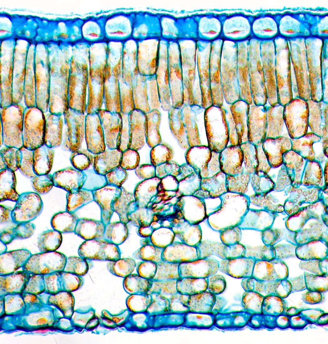 Tea leaf,light micrograph