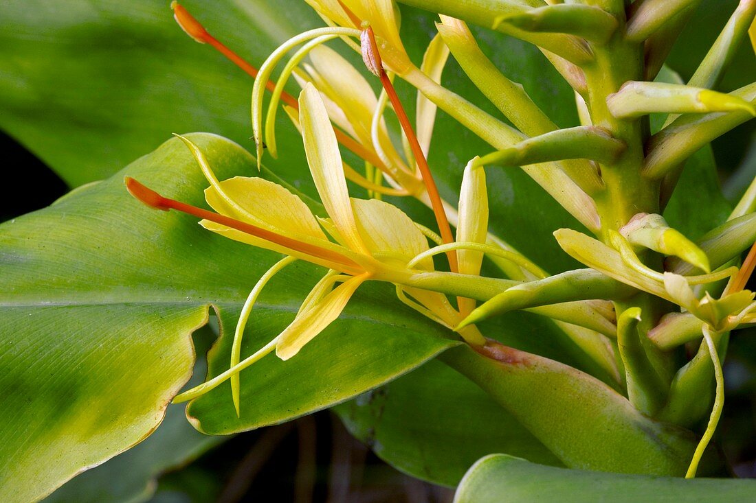 Kahili Ginger (Hedychium gardnerianum)