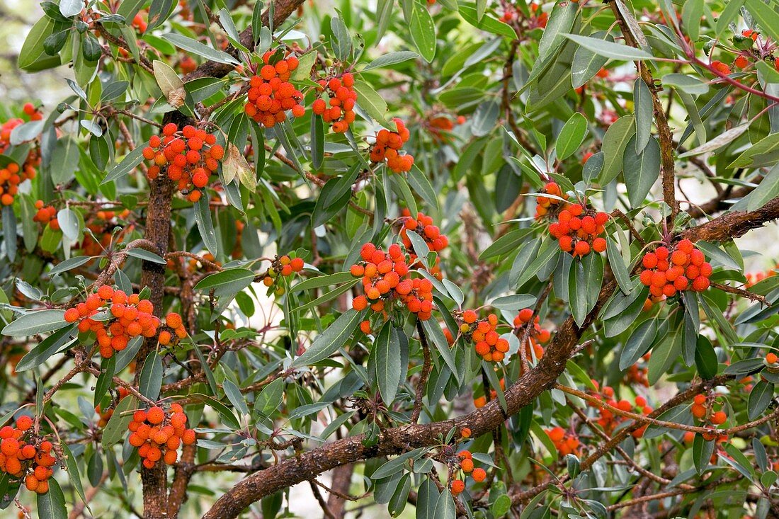 Arizona Madrone (Arbutus arizonica)