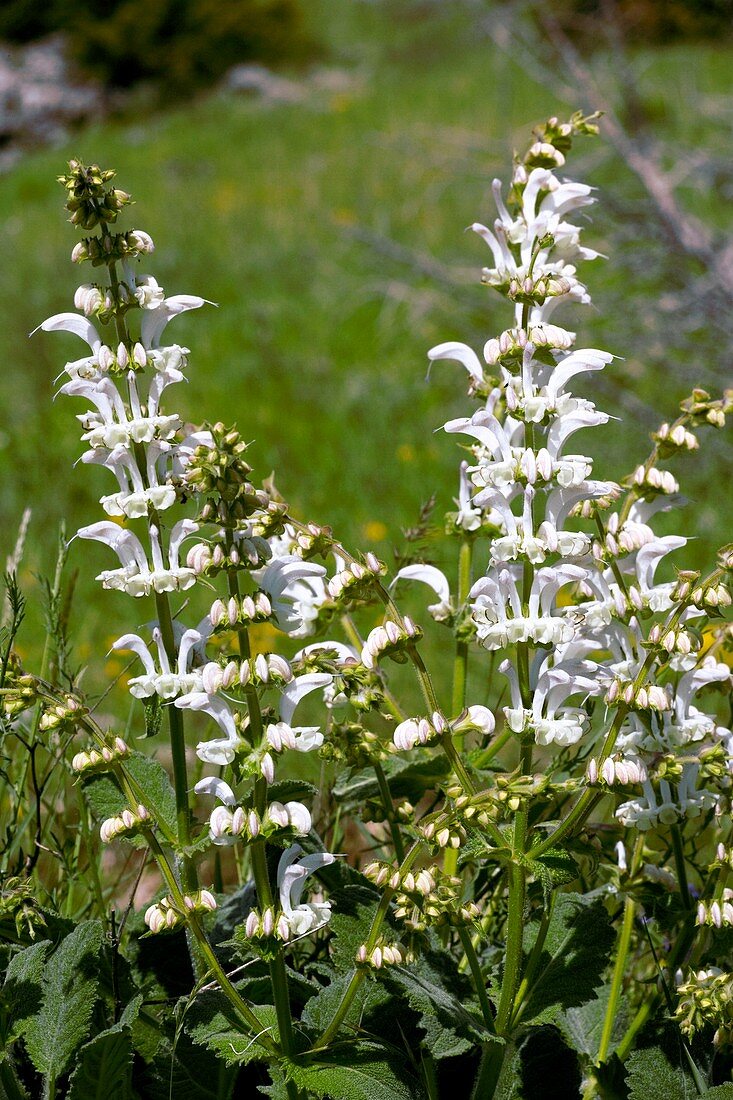 White Clary (Salvia candidissima)