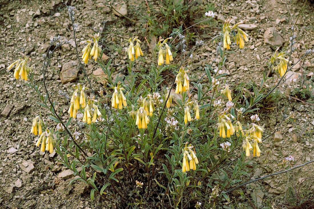 Onosma taurica