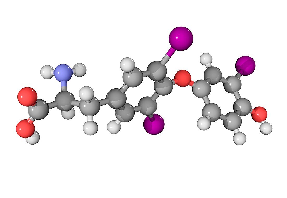 Triiodothyronine hormone molecule