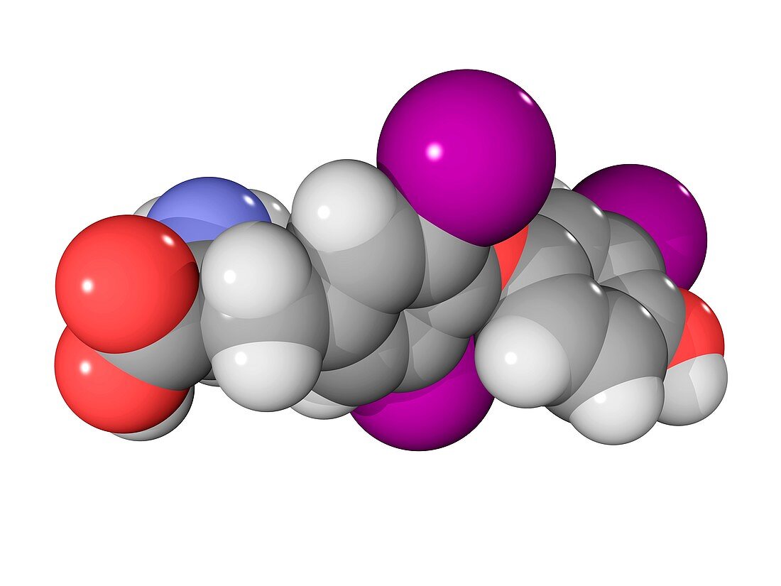 Triiodothyronine hormone molecule