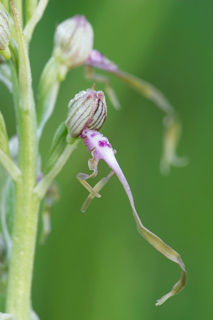 Orchid flower