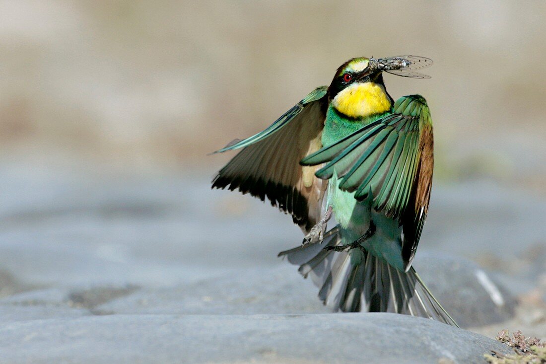 Bee-eater landing