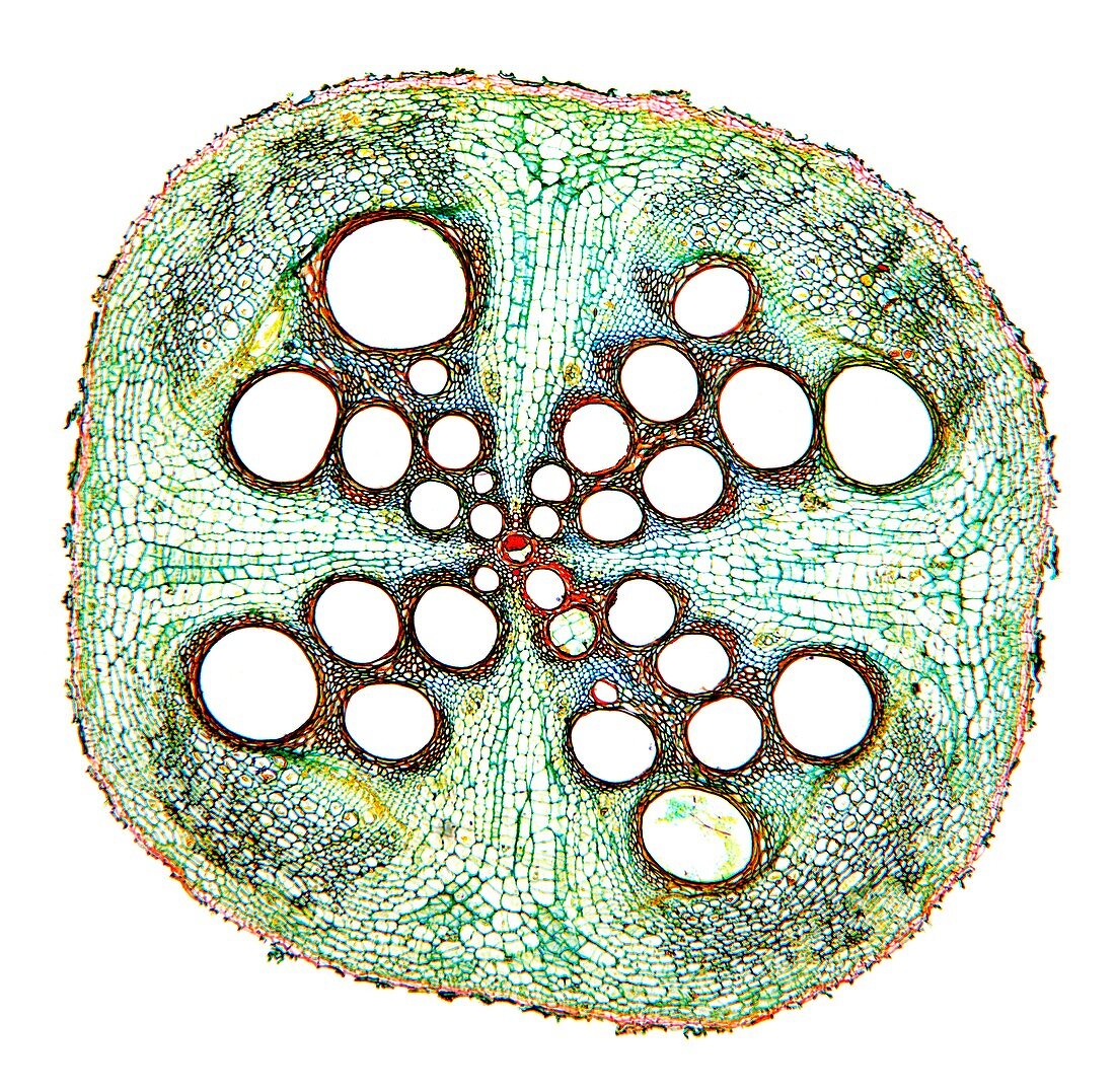 Squash root,light micrograph