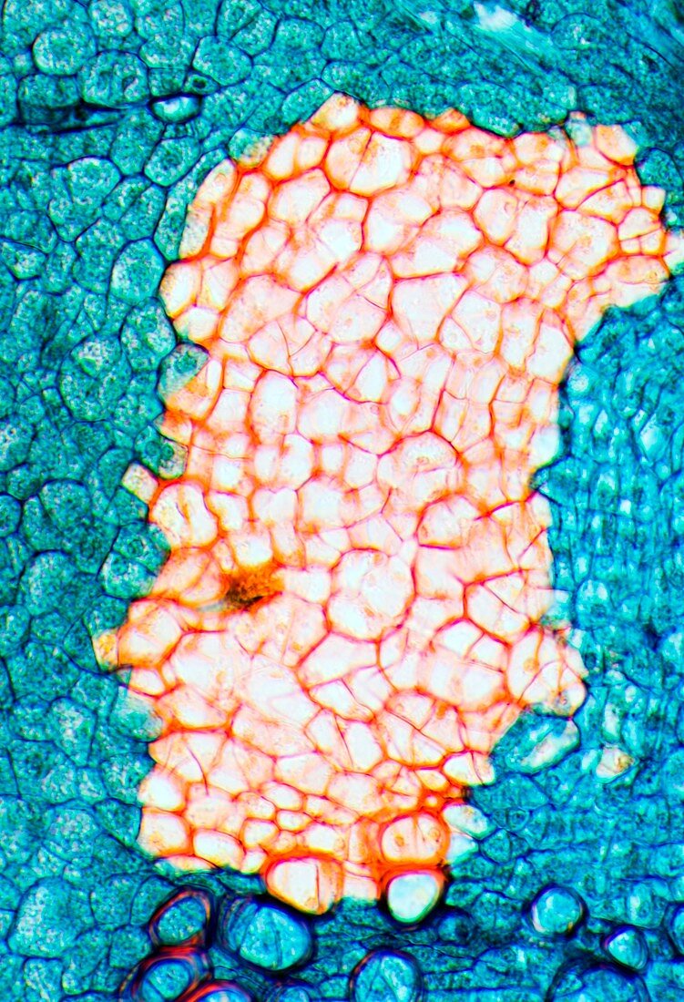 Leaf abscission layer,light micrograph
