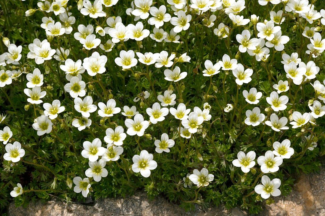 Saxifrage (Saxifraga cebennensis)