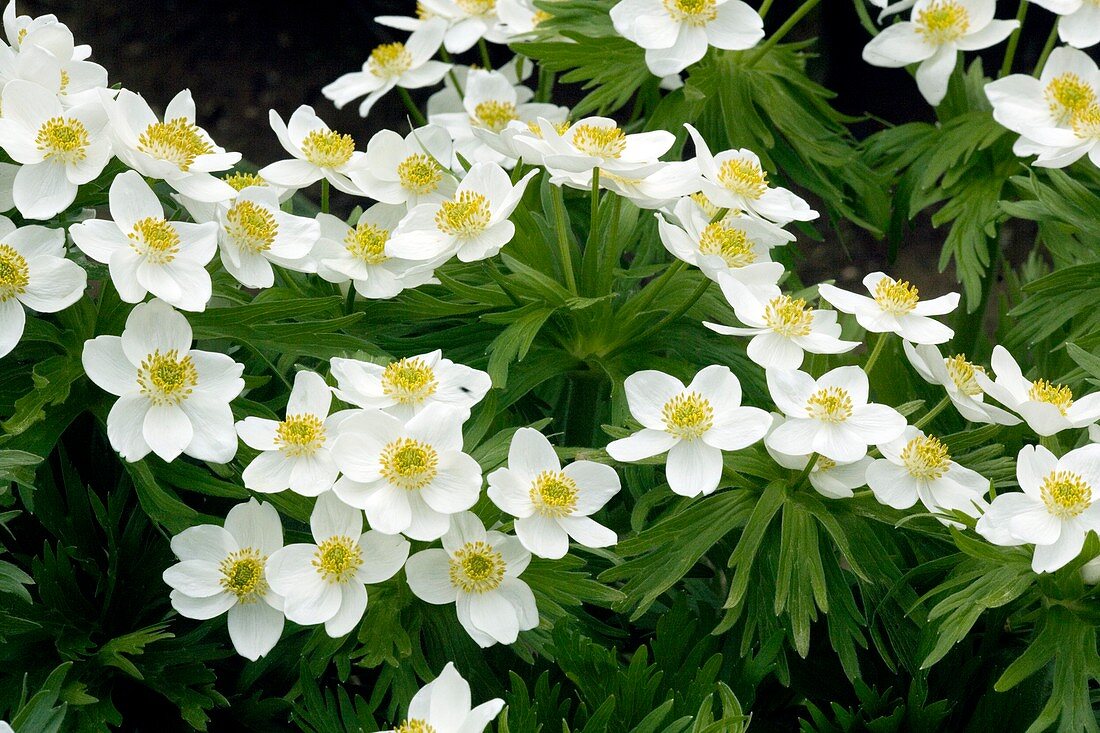 Caucasus Anemone (Anemone fasciculata)