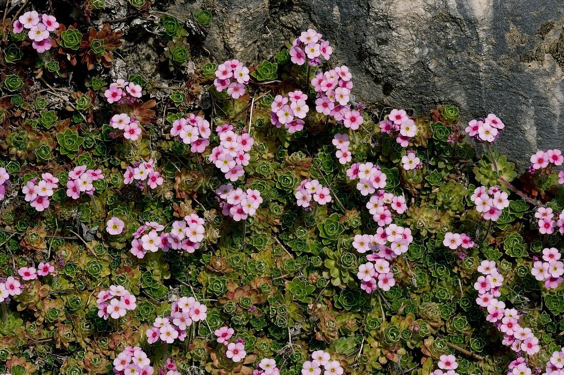 Rock Jasmine (Androsace sempervivoides)