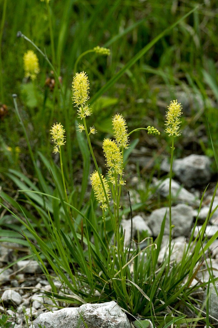 German Asphodel (Tofieldia calyculata)