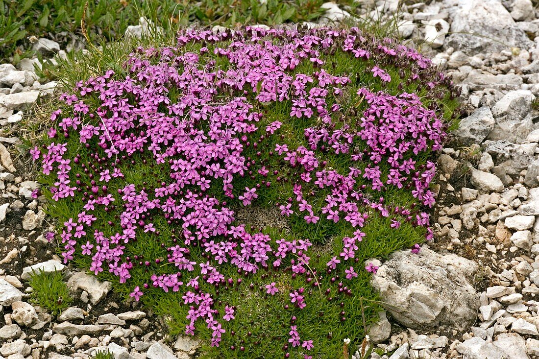 Moss Campion (Silene acaulis)