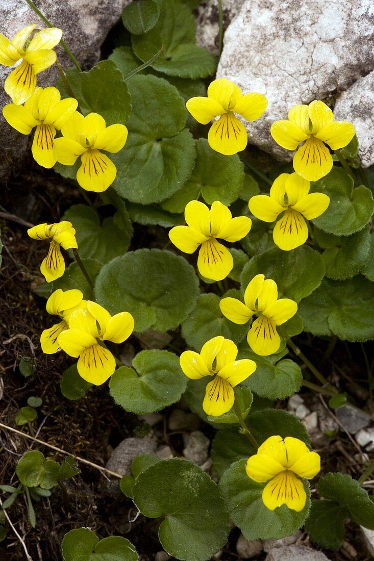 Yellow Wood Violet (Viola biflora)