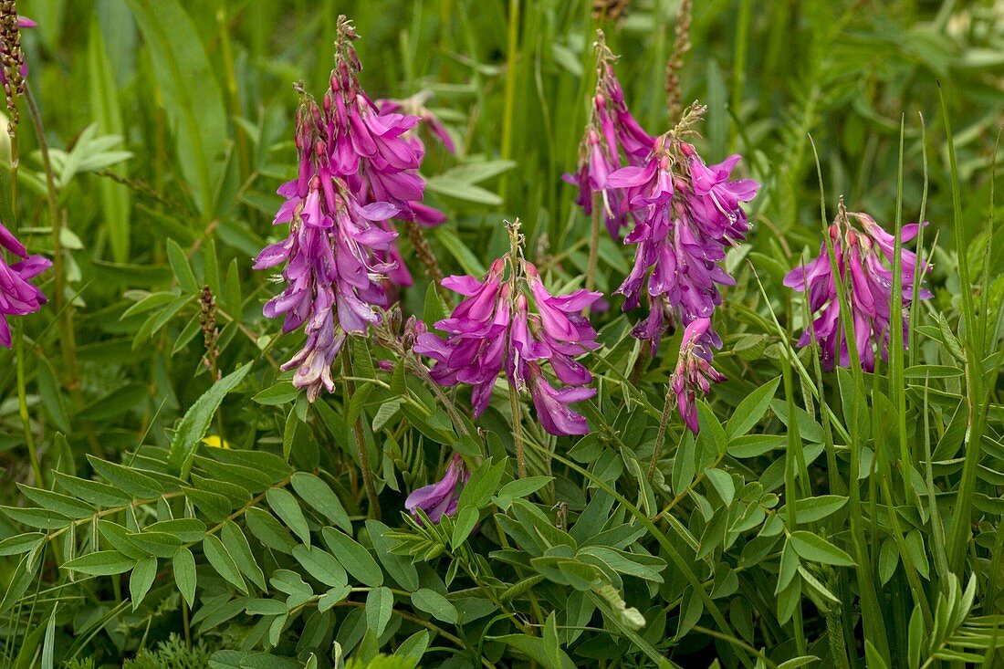 Alpine Sainfoin (Hedysarum hedysaroides)