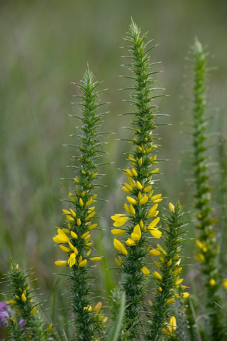 Dwarf Gorse (Ulex minor)