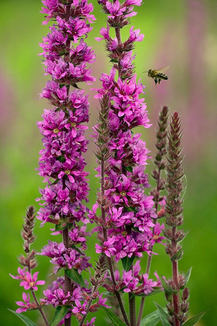 Purple Loosestrife (Lythrum salicaria)