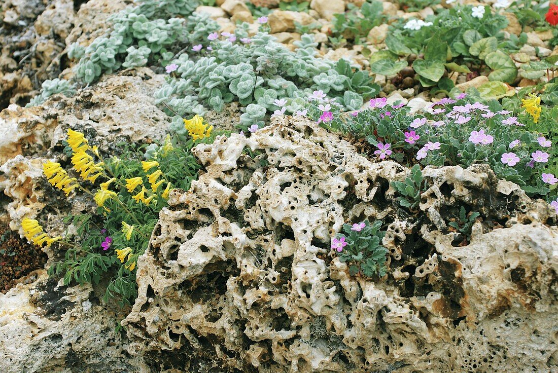 Mixed planting in Tufa Rocks