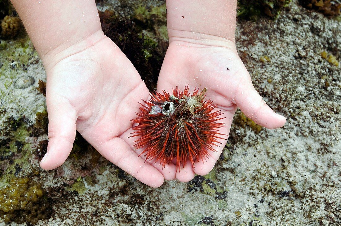 Sea urchin in a child's hands