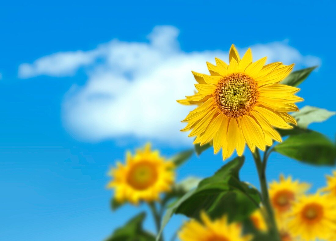 Sunflowers,artwork