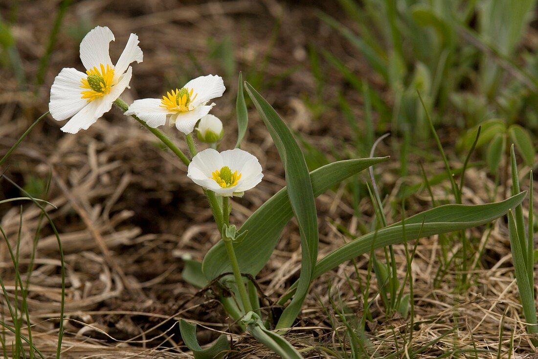 Ranunculus pyrenaicus