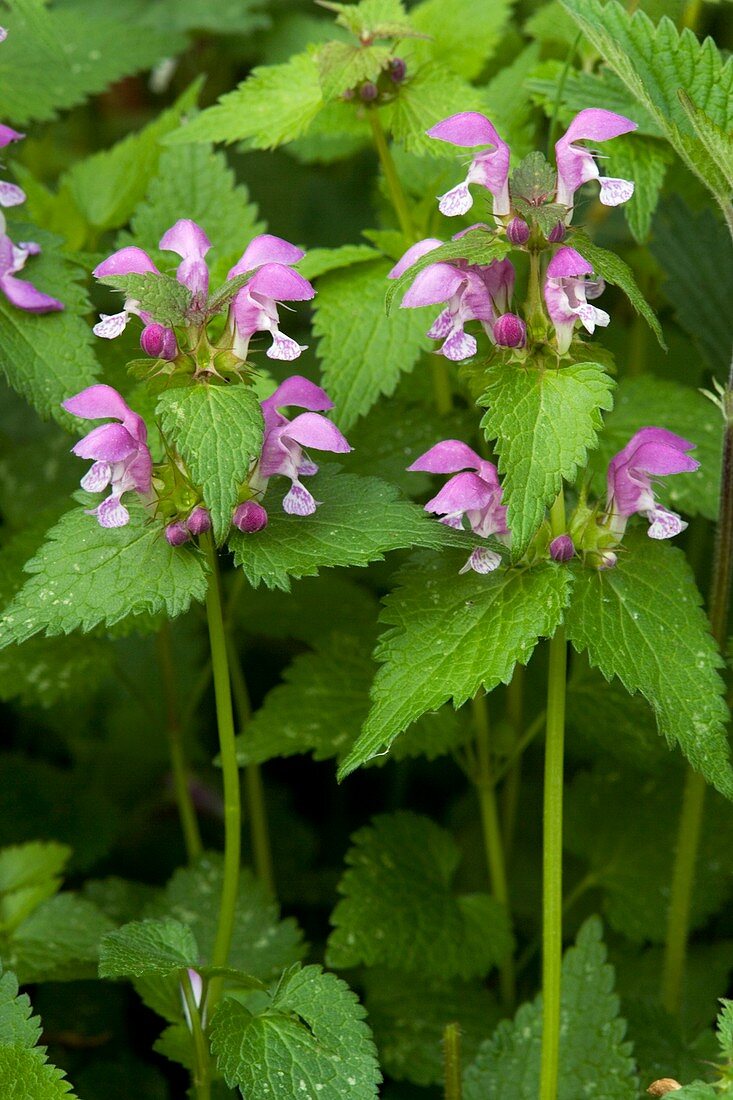 Deadnettle (Lamium maculatum)