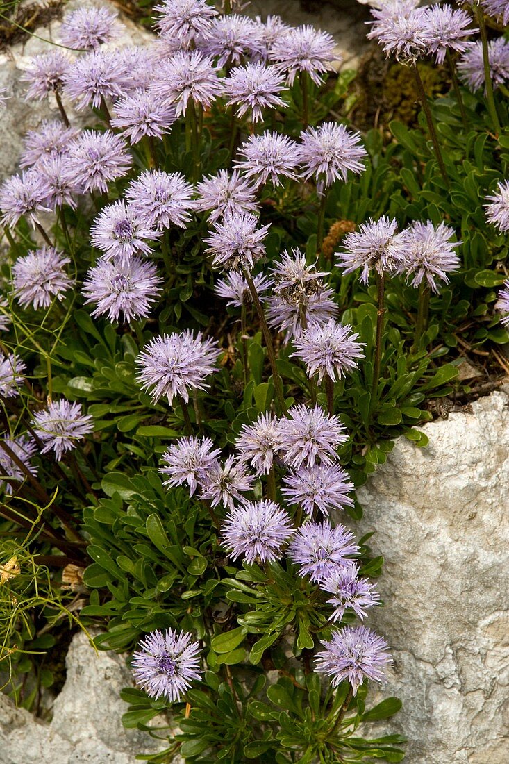 Matted Globularia (Globularia cordifolia)