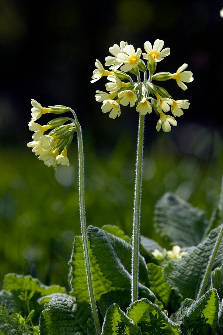 Oxlips (Primula elatior)