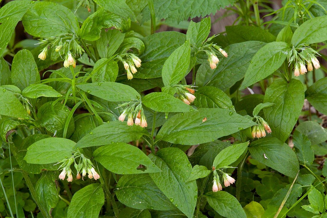 Symphytum tuberosum