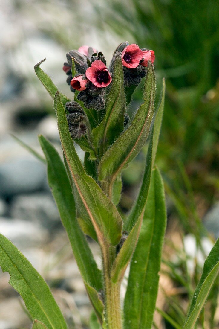 Cynoglossum germanicum