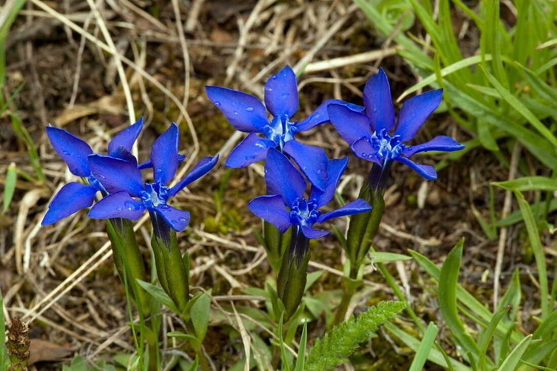 Spring Gentian (Gentiana verna)