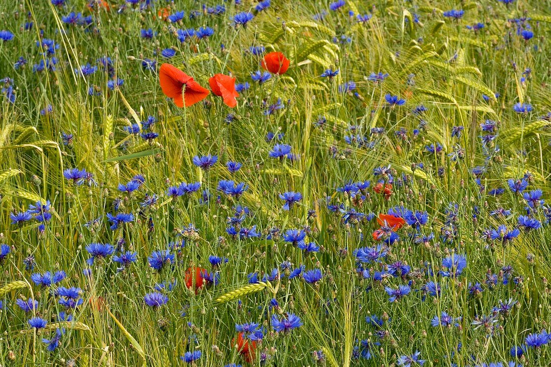 Cornfield meadow in France