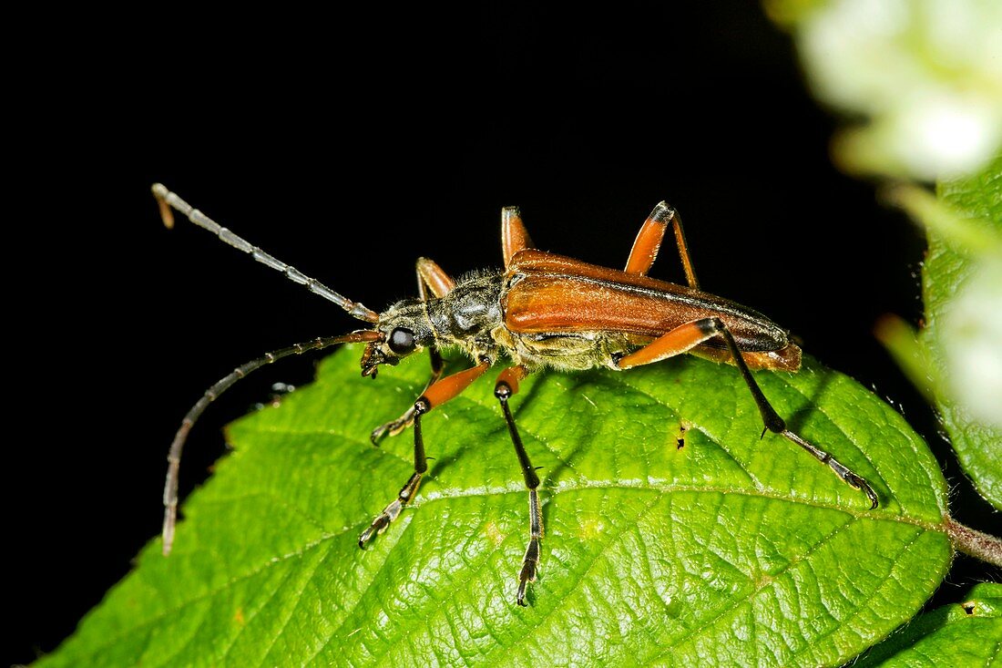 Longhorn beetle