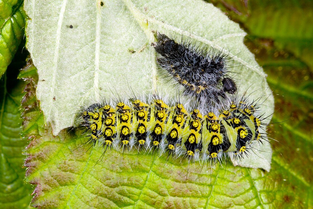 Small emperor moth caterpillars