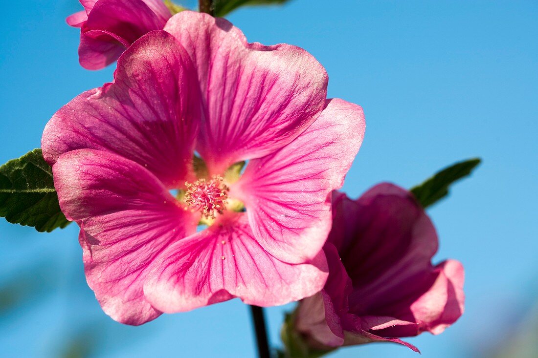 Tropical flowers