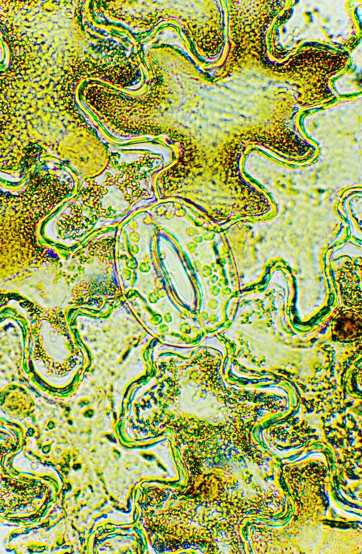 Plant stoma,light micrograph