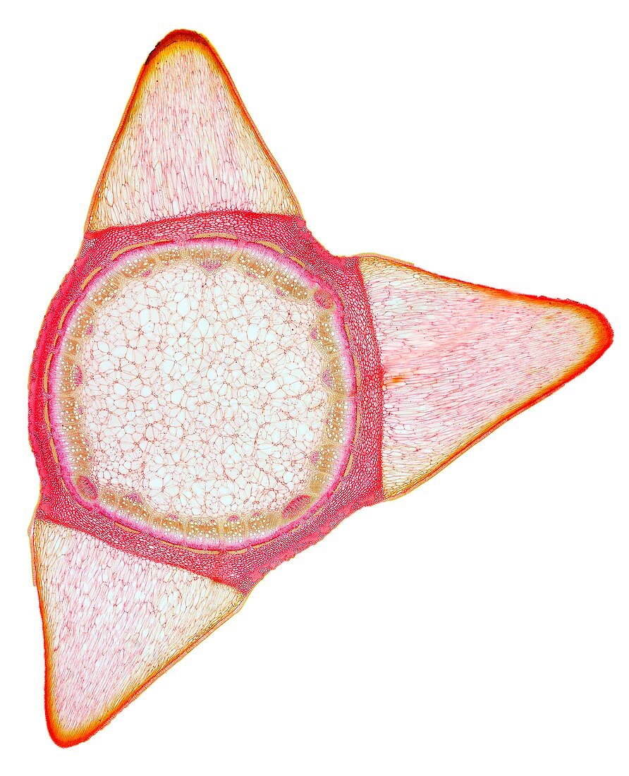Rose stem,light micrograph