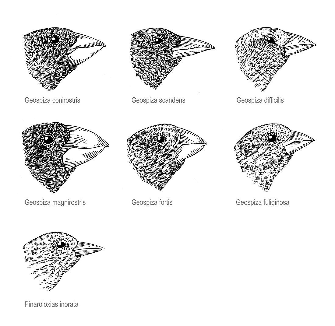 Galapagos finches,artwork