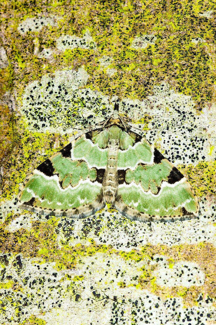 Green carpet moth