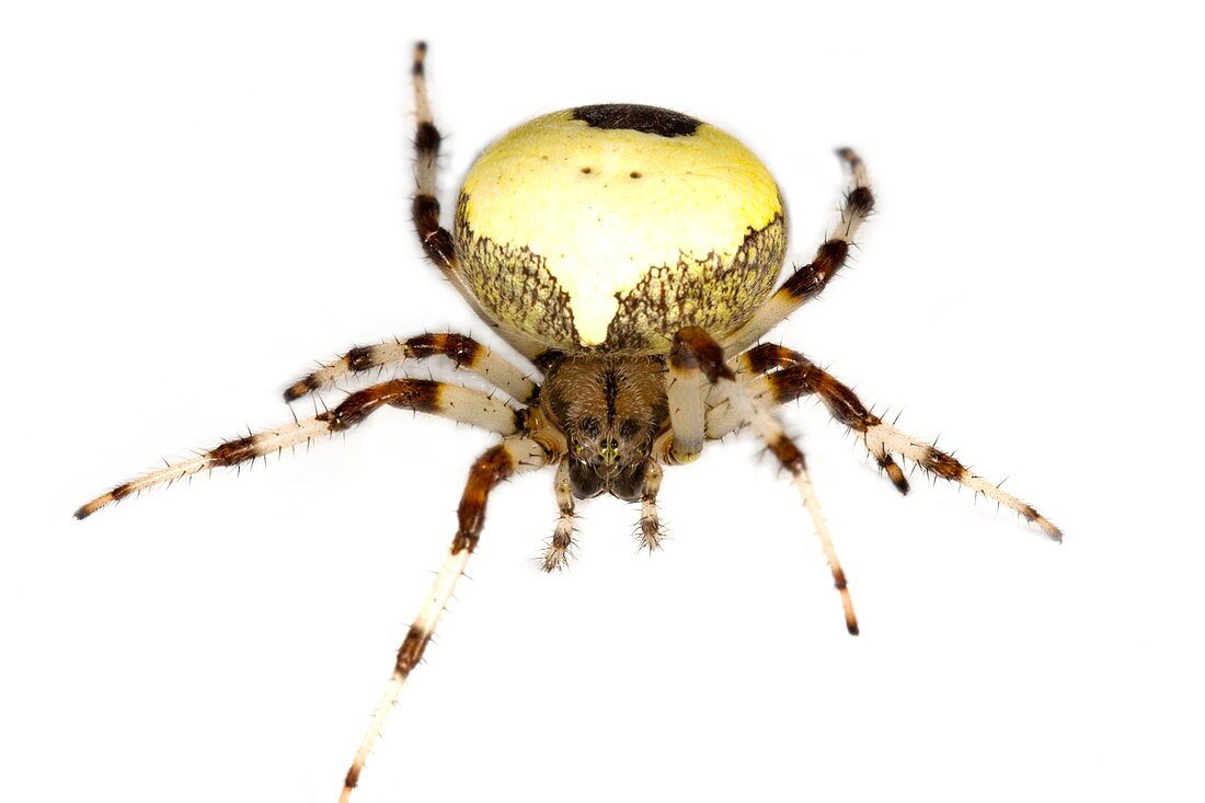 Marbled orb-weaver spider