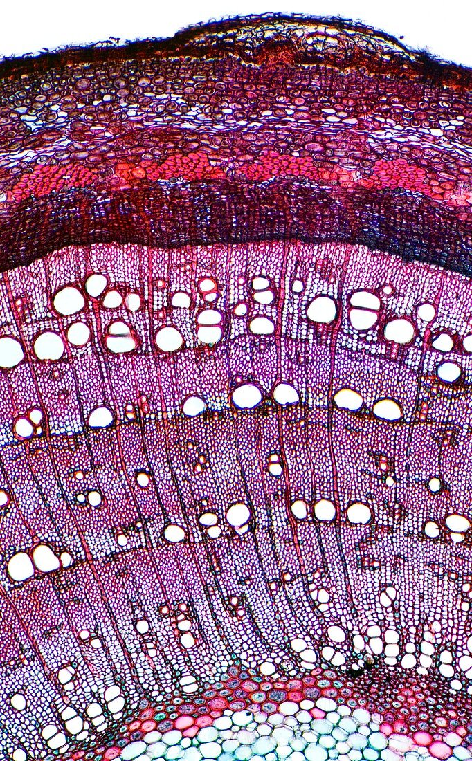 Ash stem,light micrograph