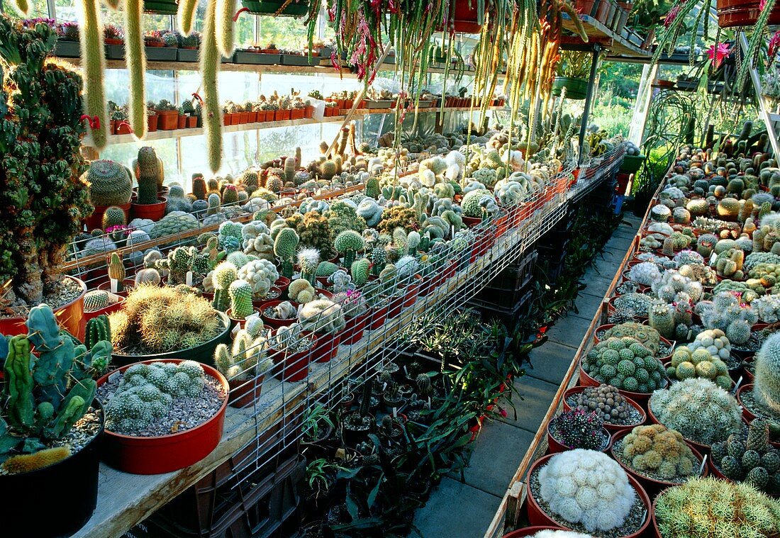 Cactus collection in a greenhouse