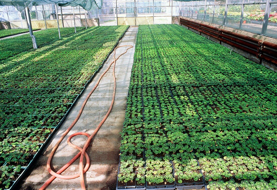Geranium plants in a greenhouse