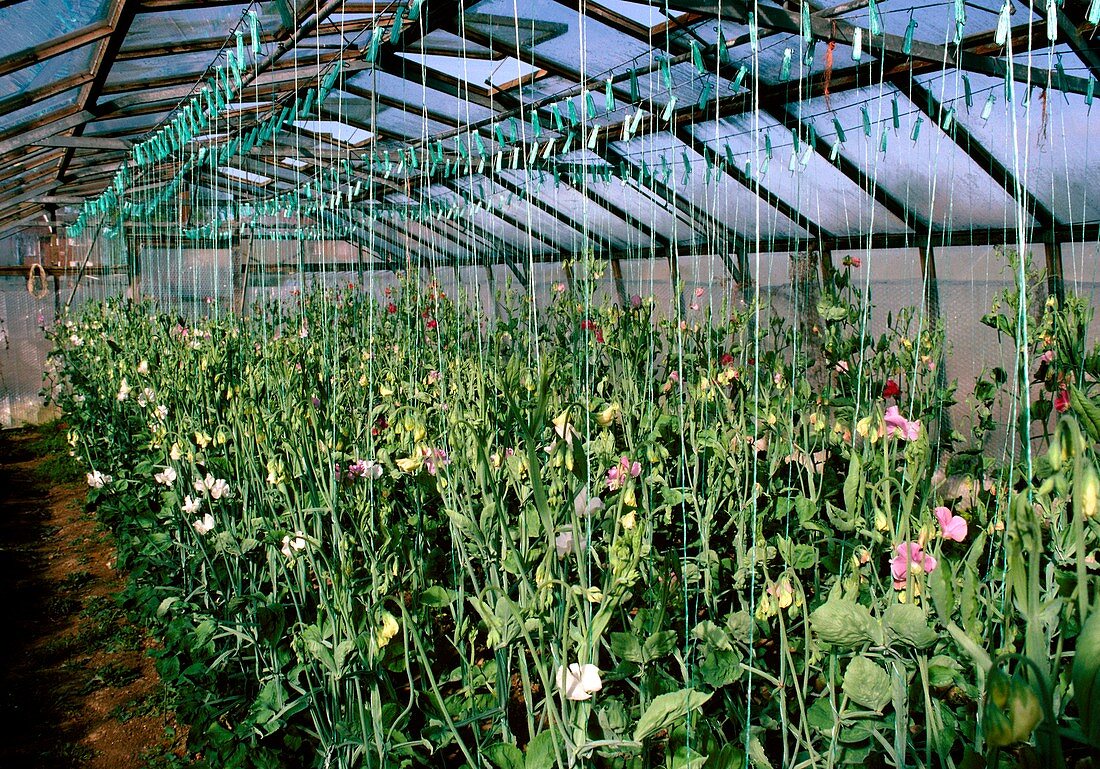 Sweet pea plants in a greenhouse