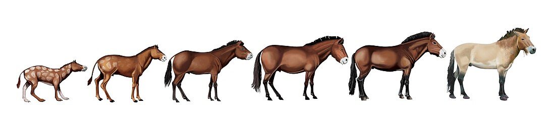 Evolution of Przewalski's horse,artwork
