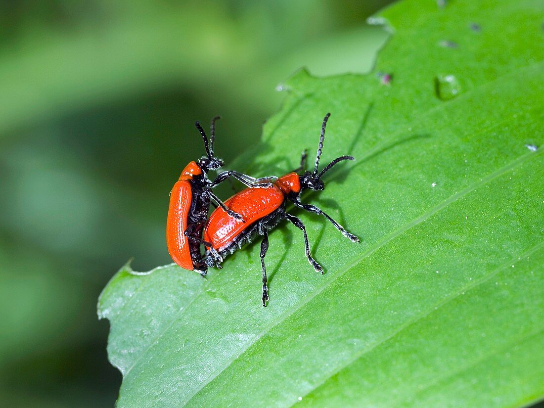 Mating Lily Beetles