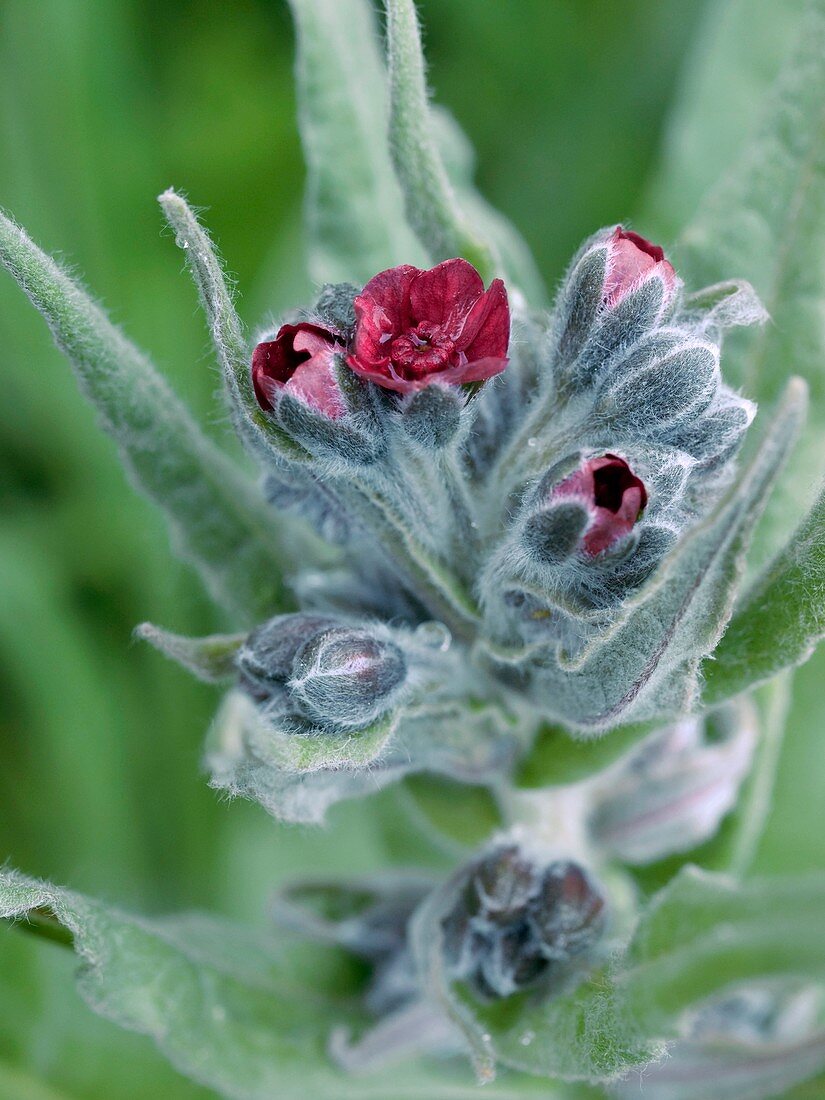 Hound's-tongue (Cynoglossum officinale)