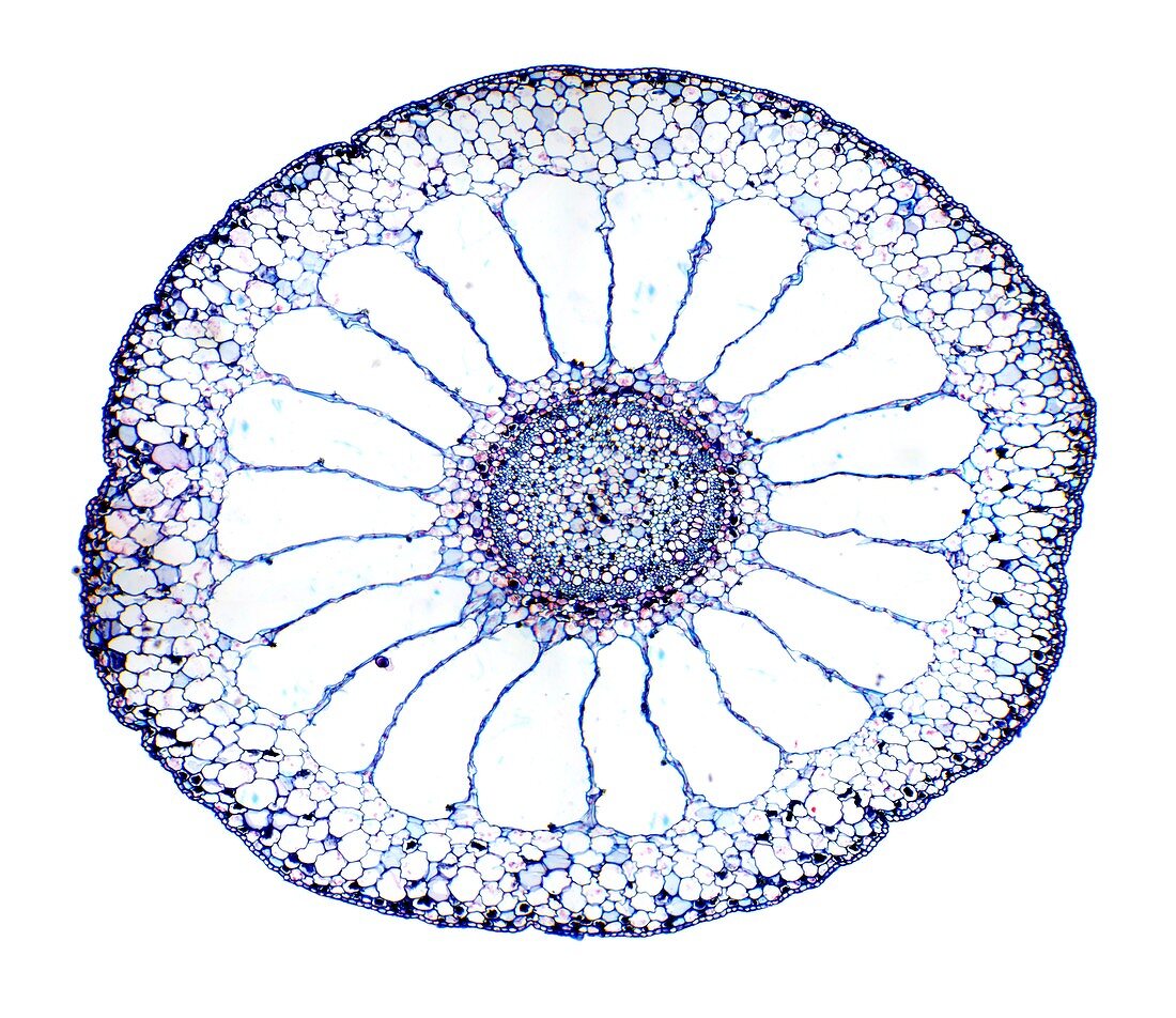 Water milfoil stem,light micrograph