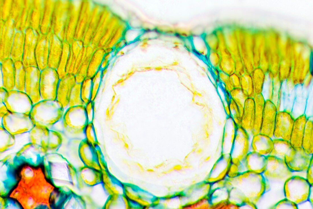 Heather leaf stomata,light micrograph
