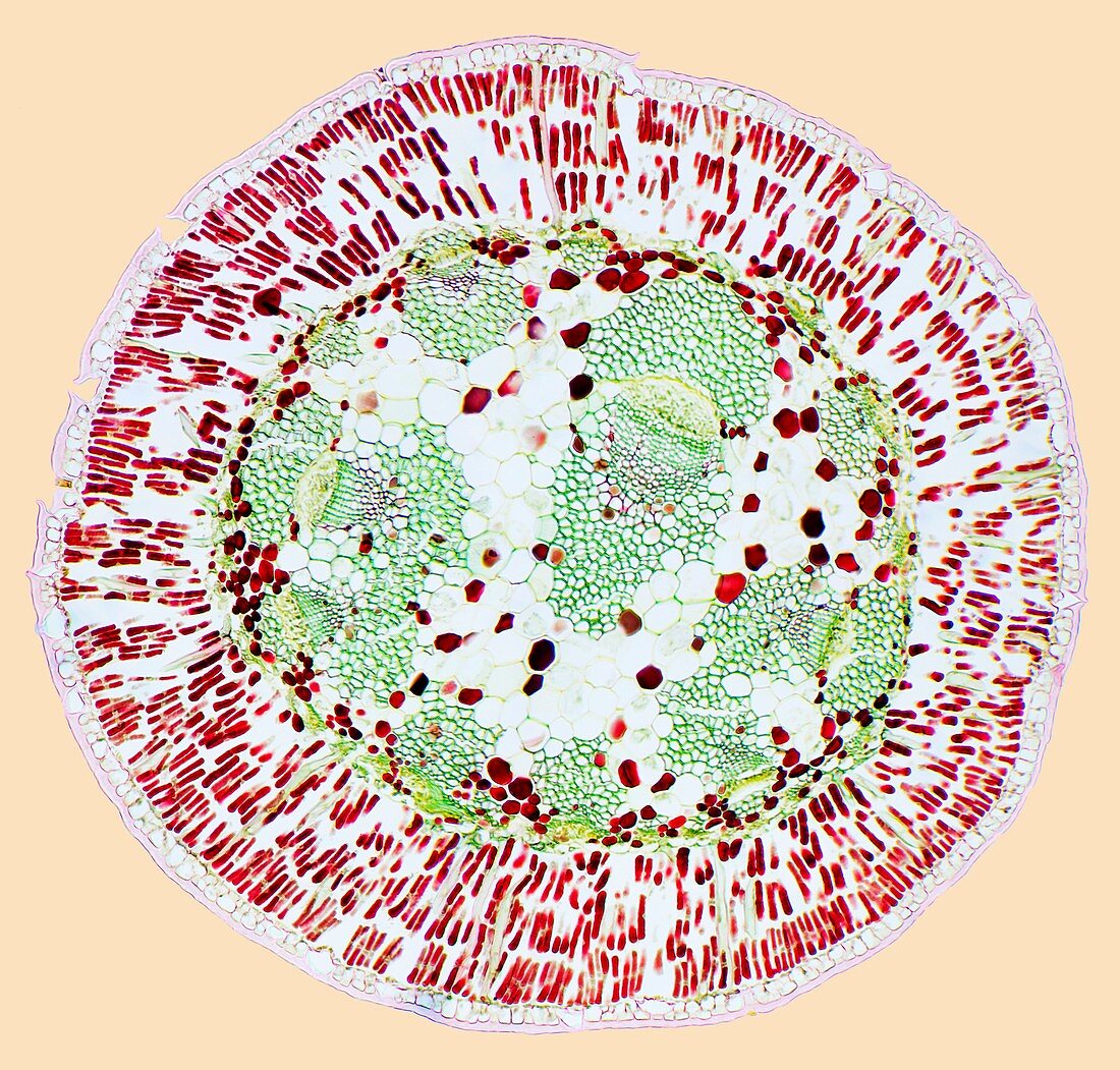 Pincushion hakea leaf,light micrograph